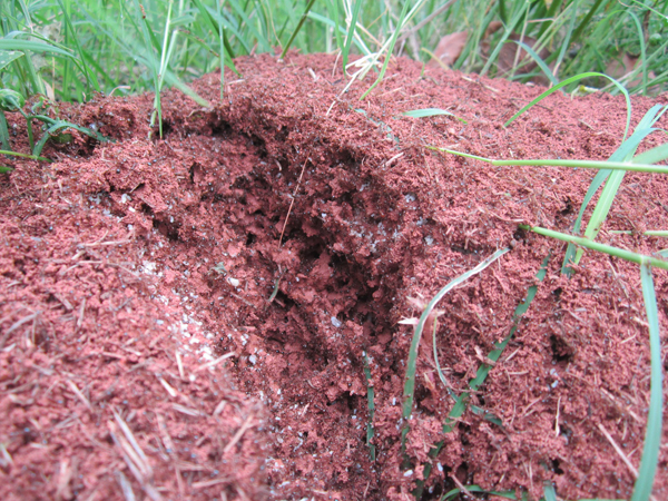 公園、社區(qū)、校園等公共場(chǎng)所進(jìn)行有效紅火蟻防制